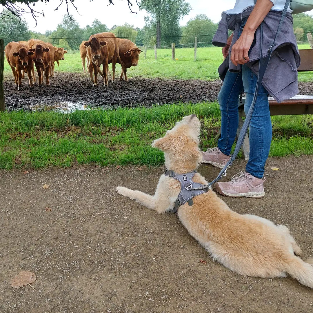 Hundeausbildung - DCC-Walk - Elite Hundeausbildung - DCC-Walk - Elite