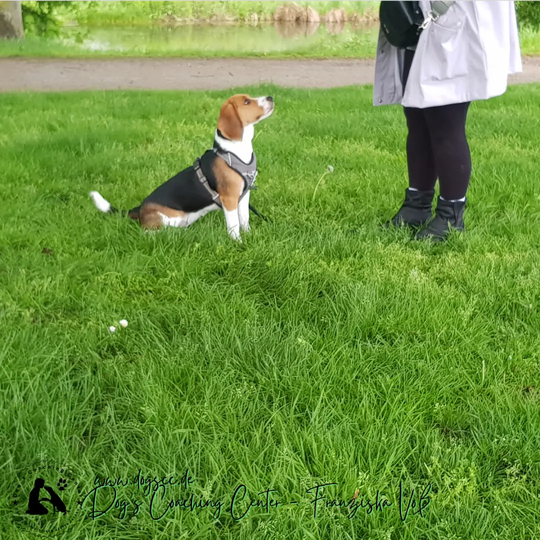 Hundeausbildung - Dog-Life-Balance - Basiskurs Hundeausbildung - Dog-Life-Balance - Basiskurs