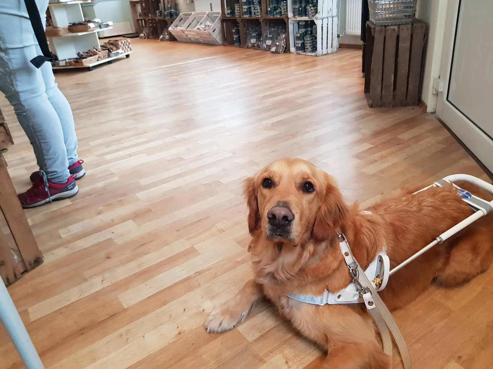 Hundeausbildung - Blindenführhund