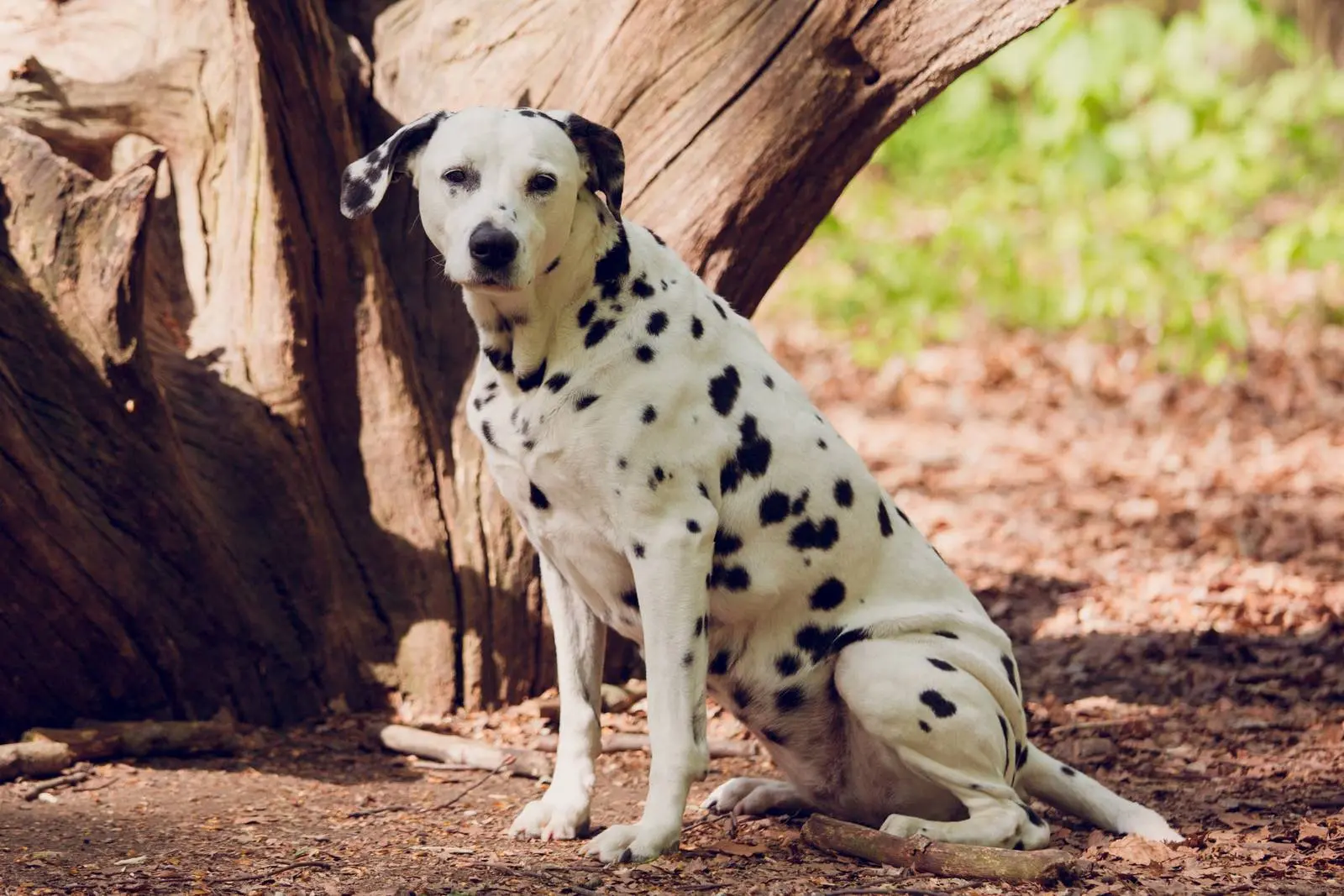 Über DCC - CLEO (+ 28.05.2019) Über DCC - CLEO (+ 28.05.2019)