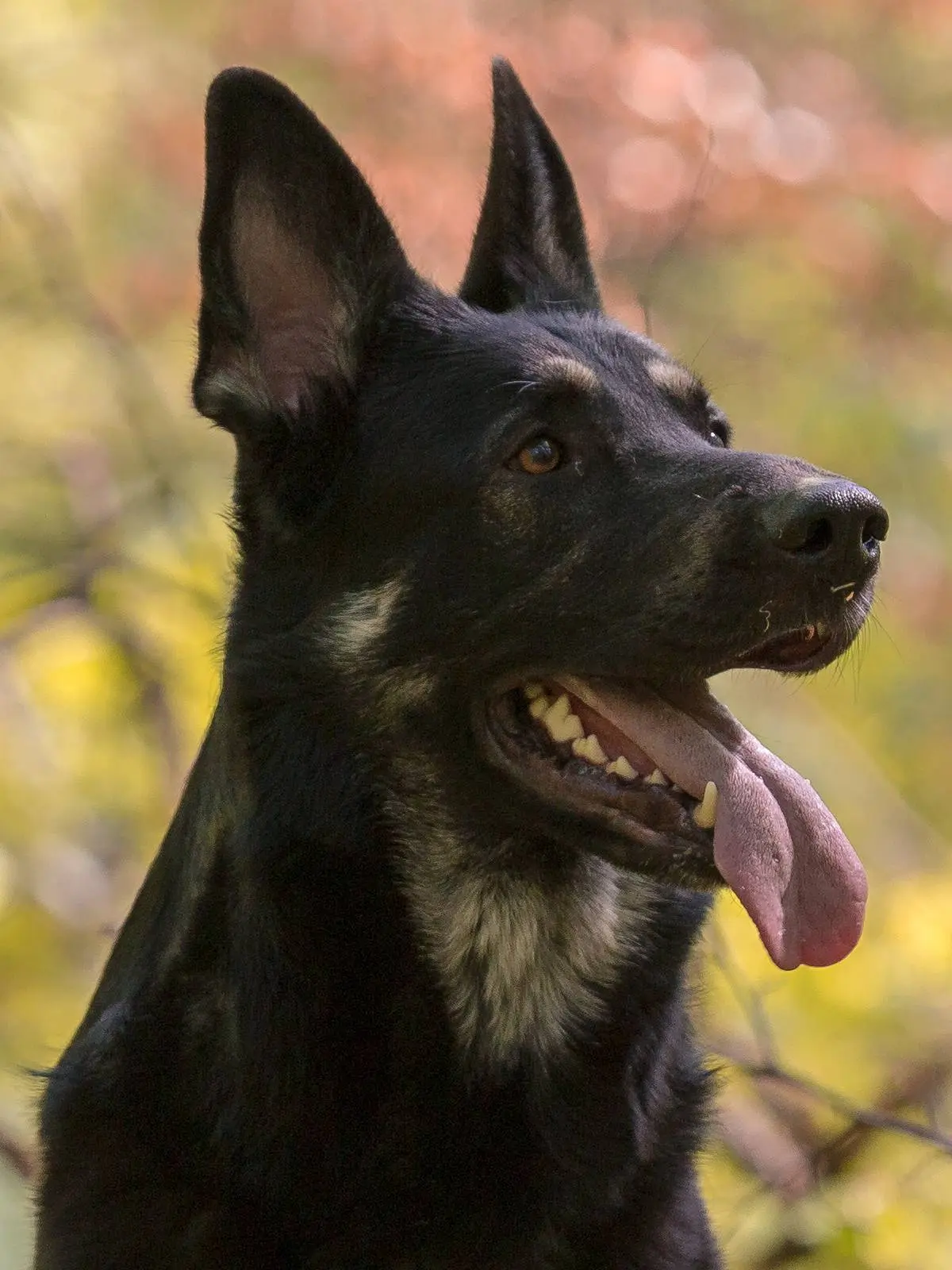 Maja Schäferhundin wartet brav