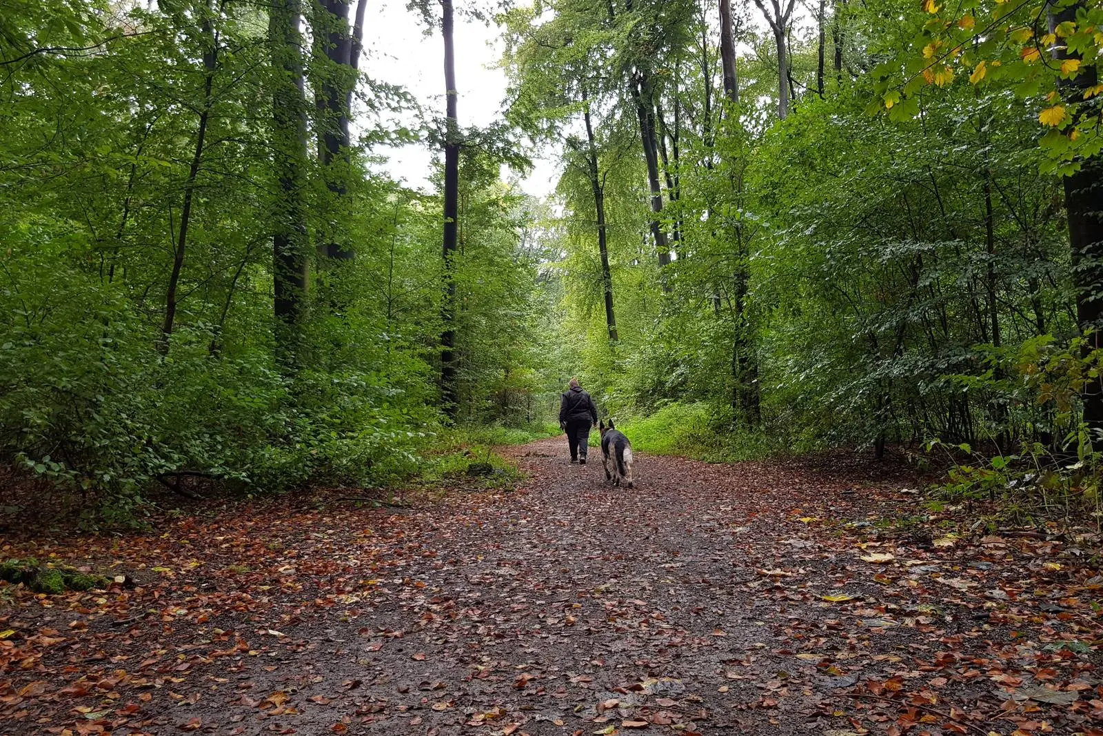 Life Coaching - therapeutische Arbeit und Training im Wald