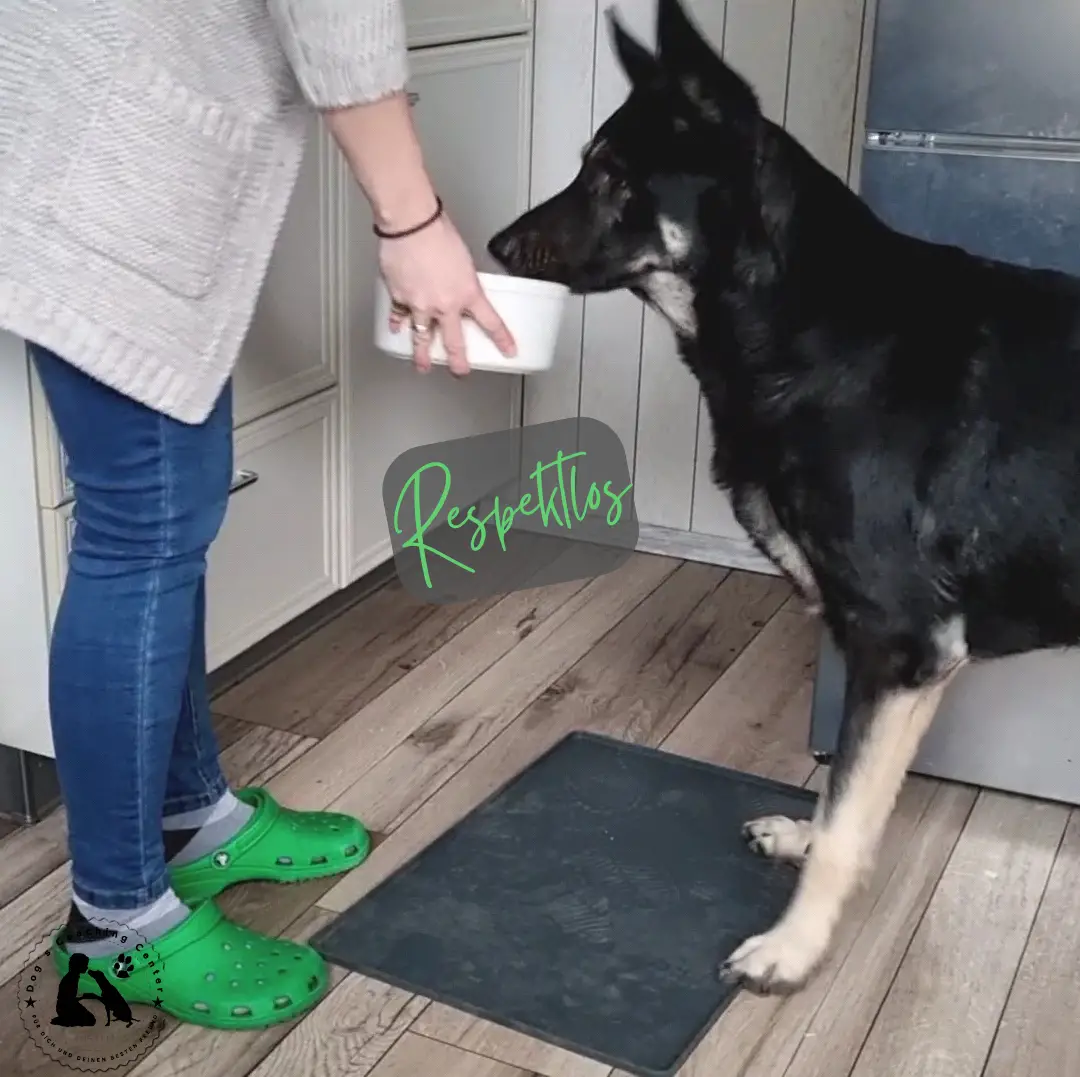 Fütterung respektlos - Der Hund schnappt schon in der Luft nach dem Essen