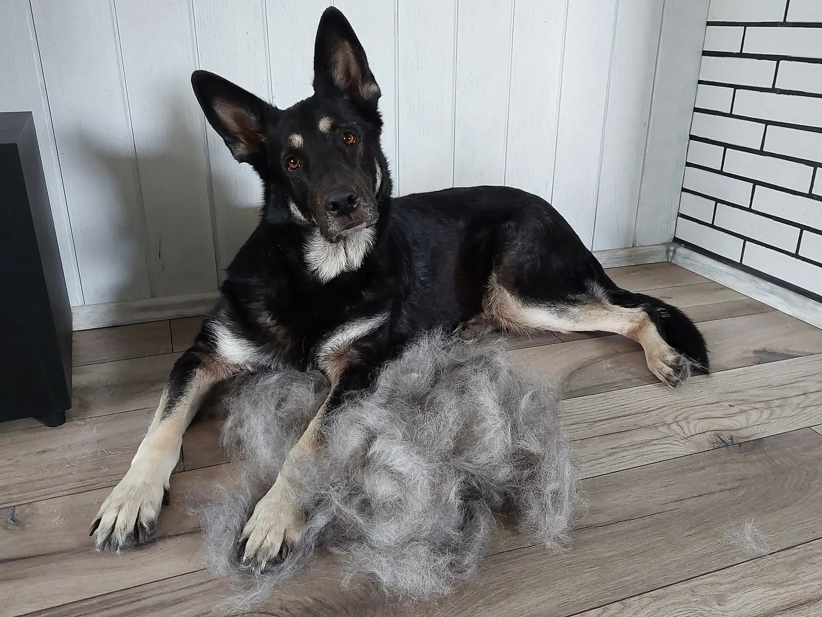 Neuer Hund – Fellwechsel, wichtiges Thema oder Nebensache?