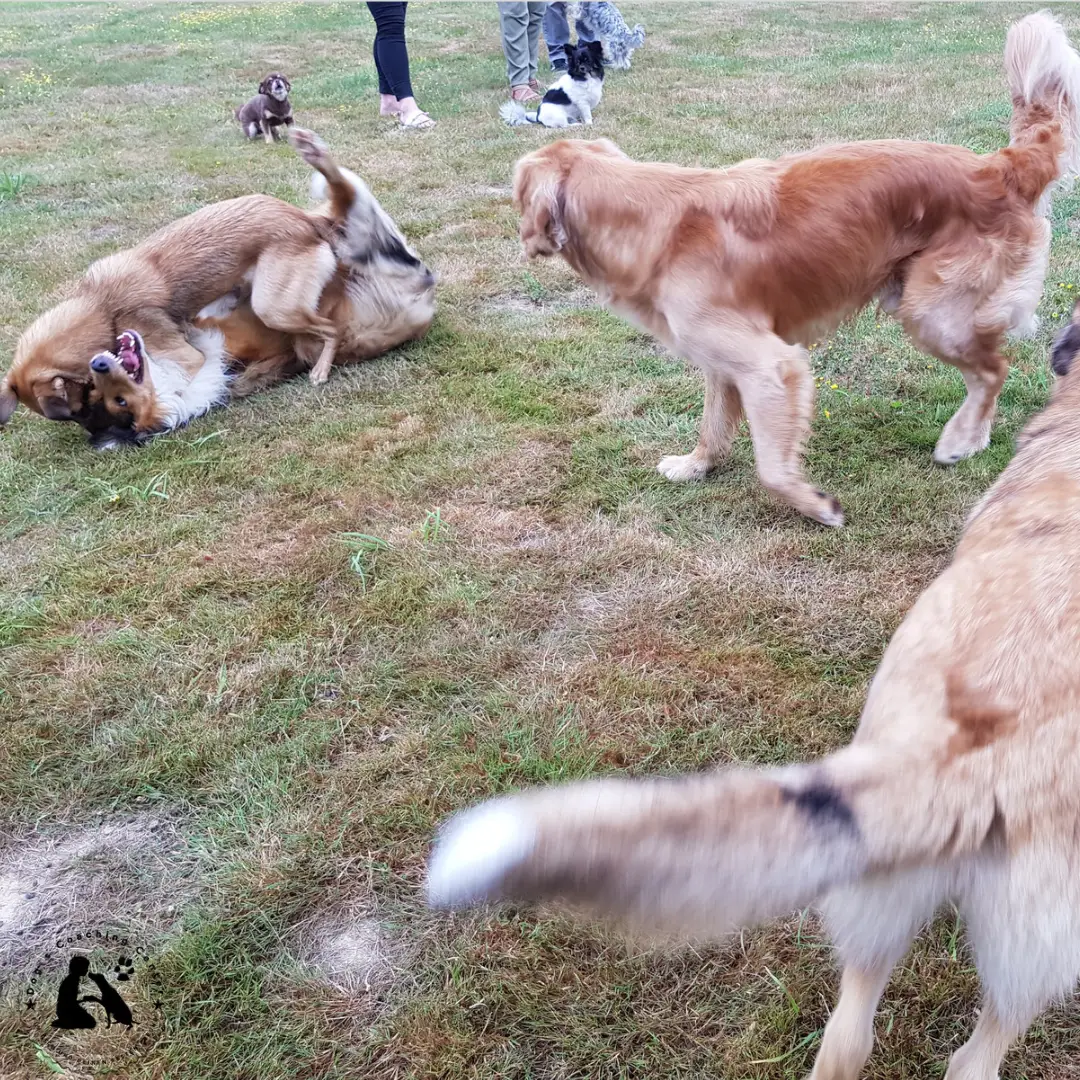 Hundefreilauf – über Sinn und Unsinn