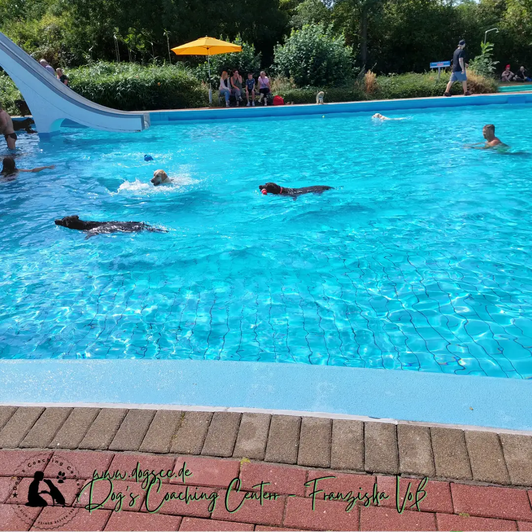 28.11.2022: Hundeschwimmen in Rheinberg