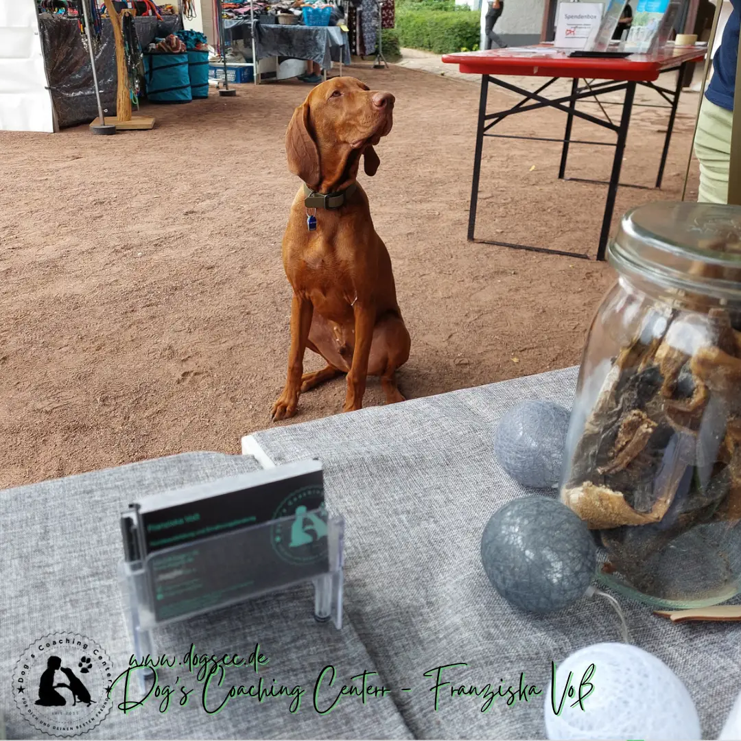 28.11.2022: Hundeschwimmen in Rheinberg