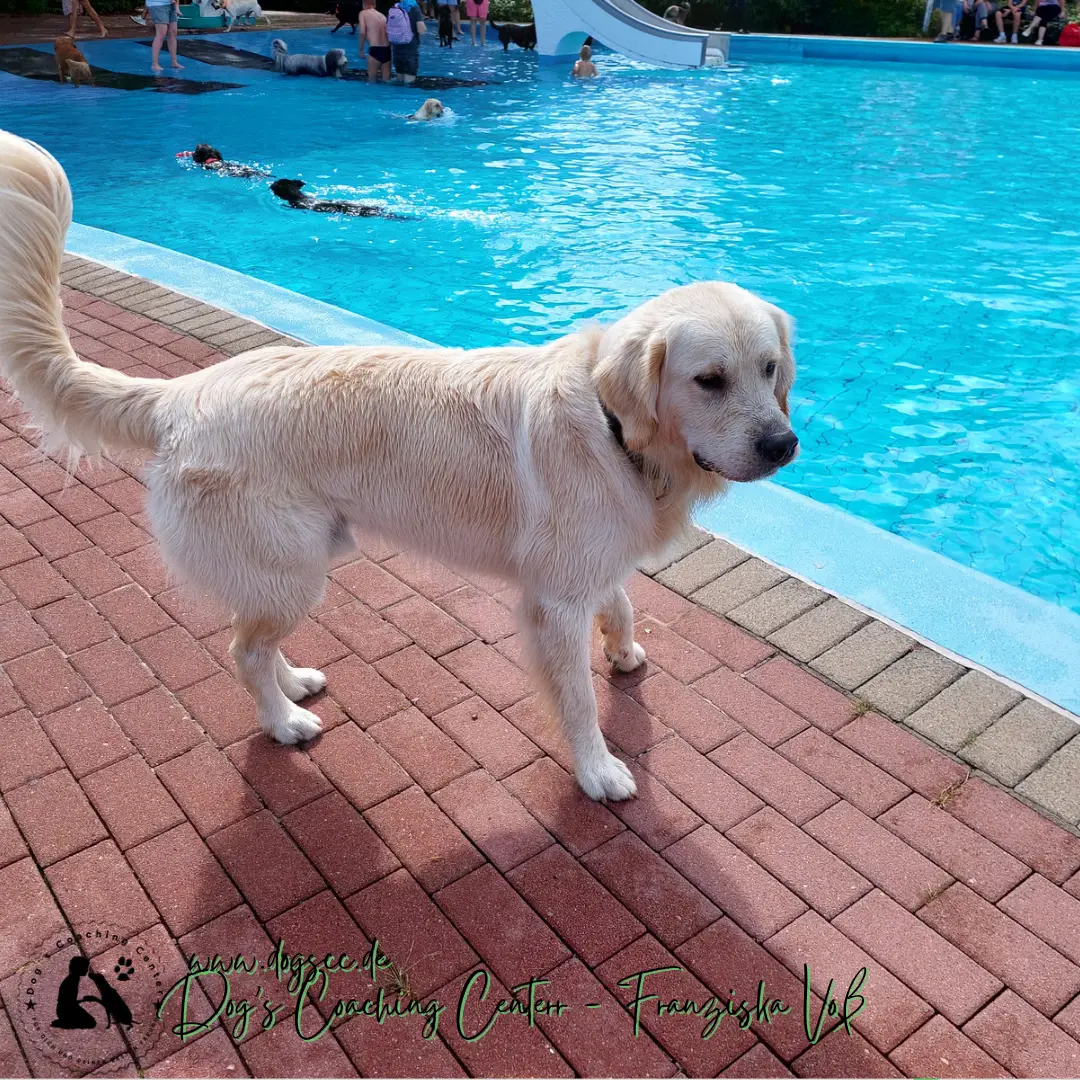 28.11.2022: Hundeschwimmen in Rheinberg