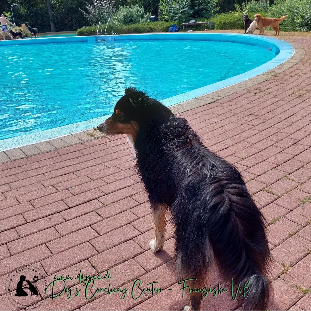 28.11.2022: Hundeschwimmen in Rheinberg
