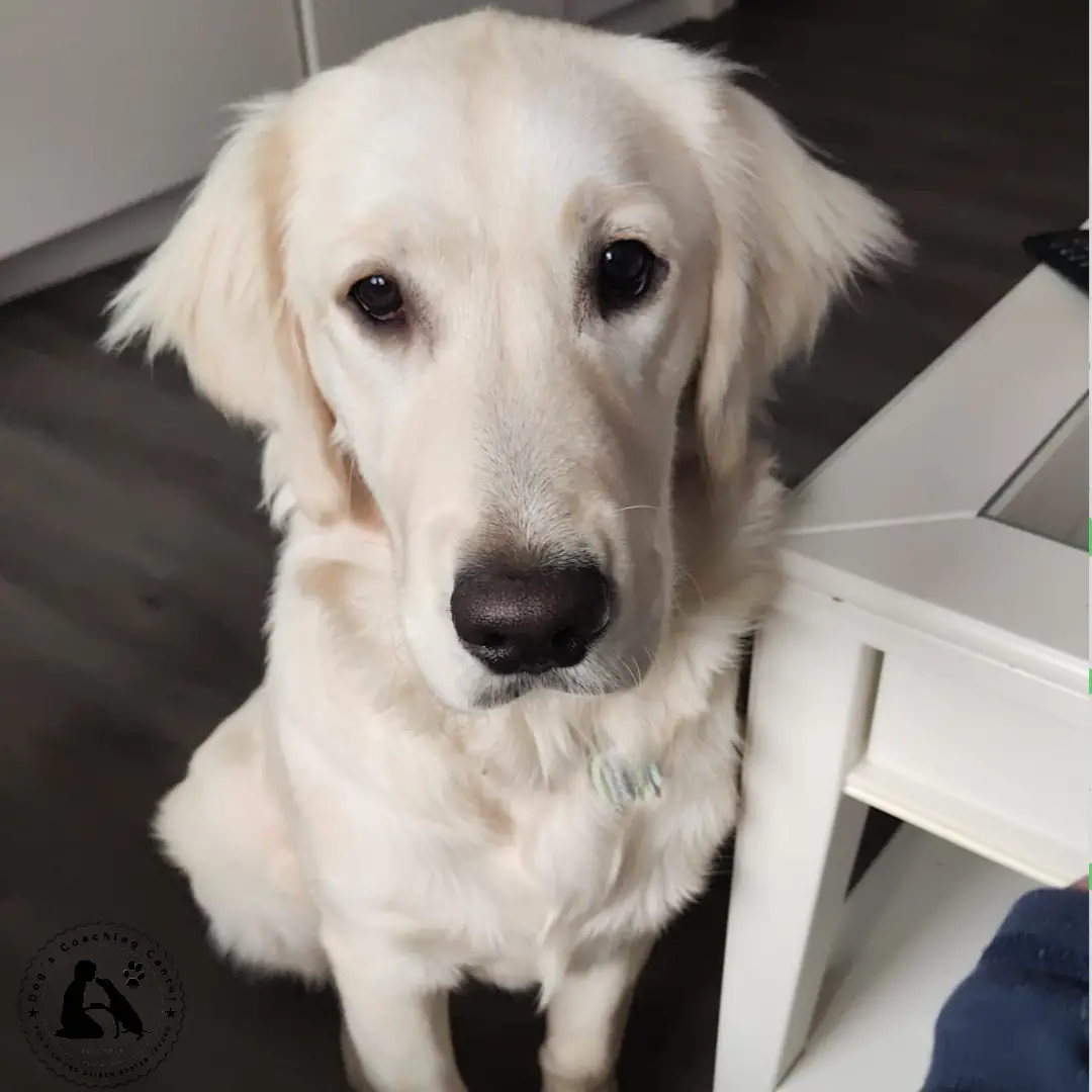 Ein Junger Hund sitzend neben dem Wohnzimmertisch