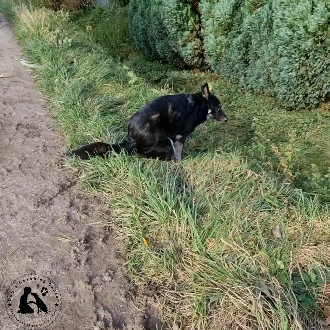 DCC-Hündin sitzt im Grünstreifen und verrichtet ihr großes Geschäft