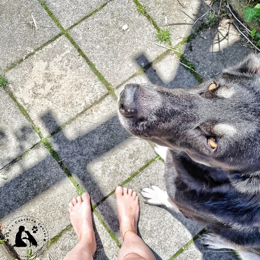 Pfotenverbrennung durch Asphalt