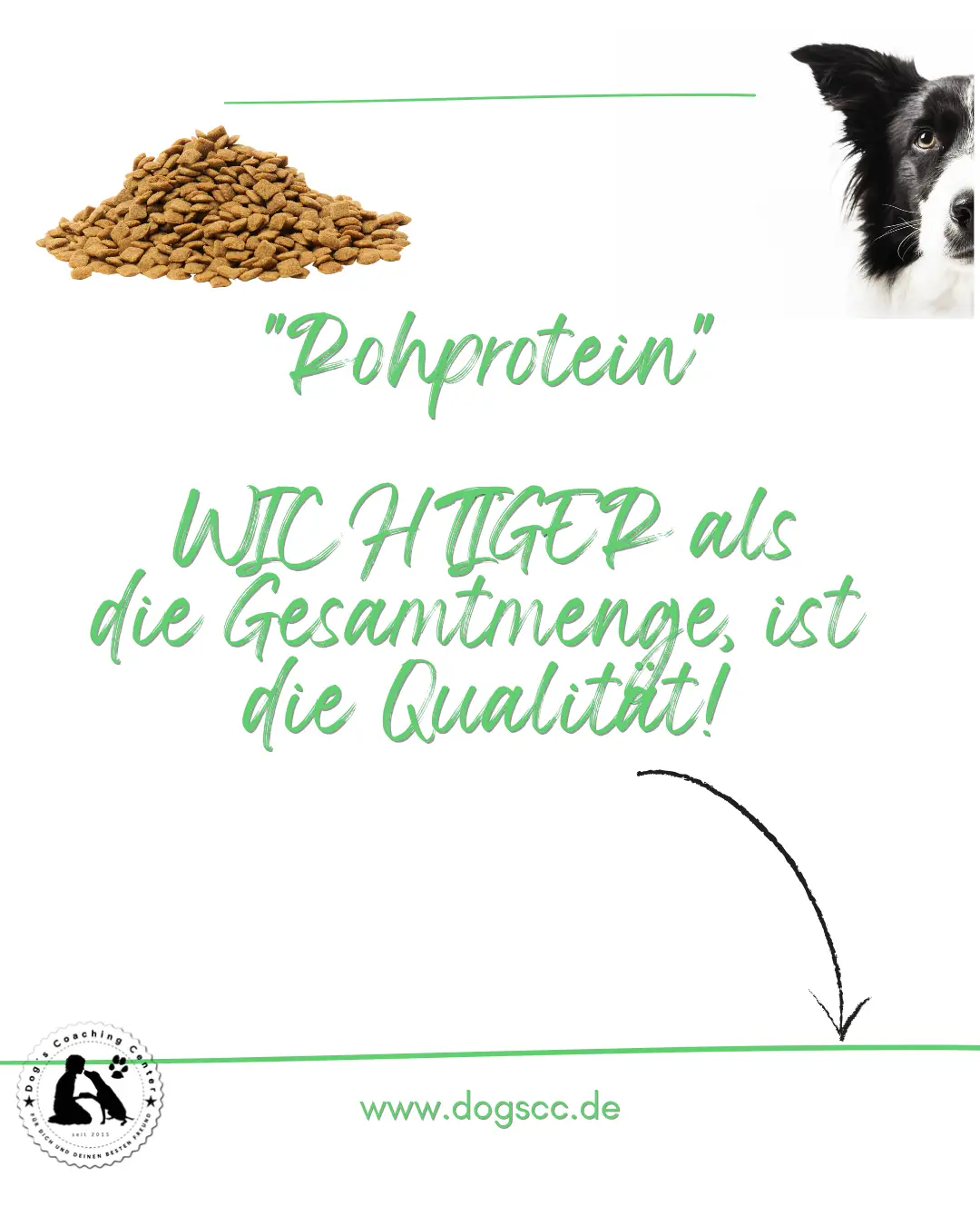 Grafik mit Trockenfutter, halbes Hundegesicht, darunter Text zum Rohprotein wie im Text nebenan, unten Logo DCC und die Adresse zur Website